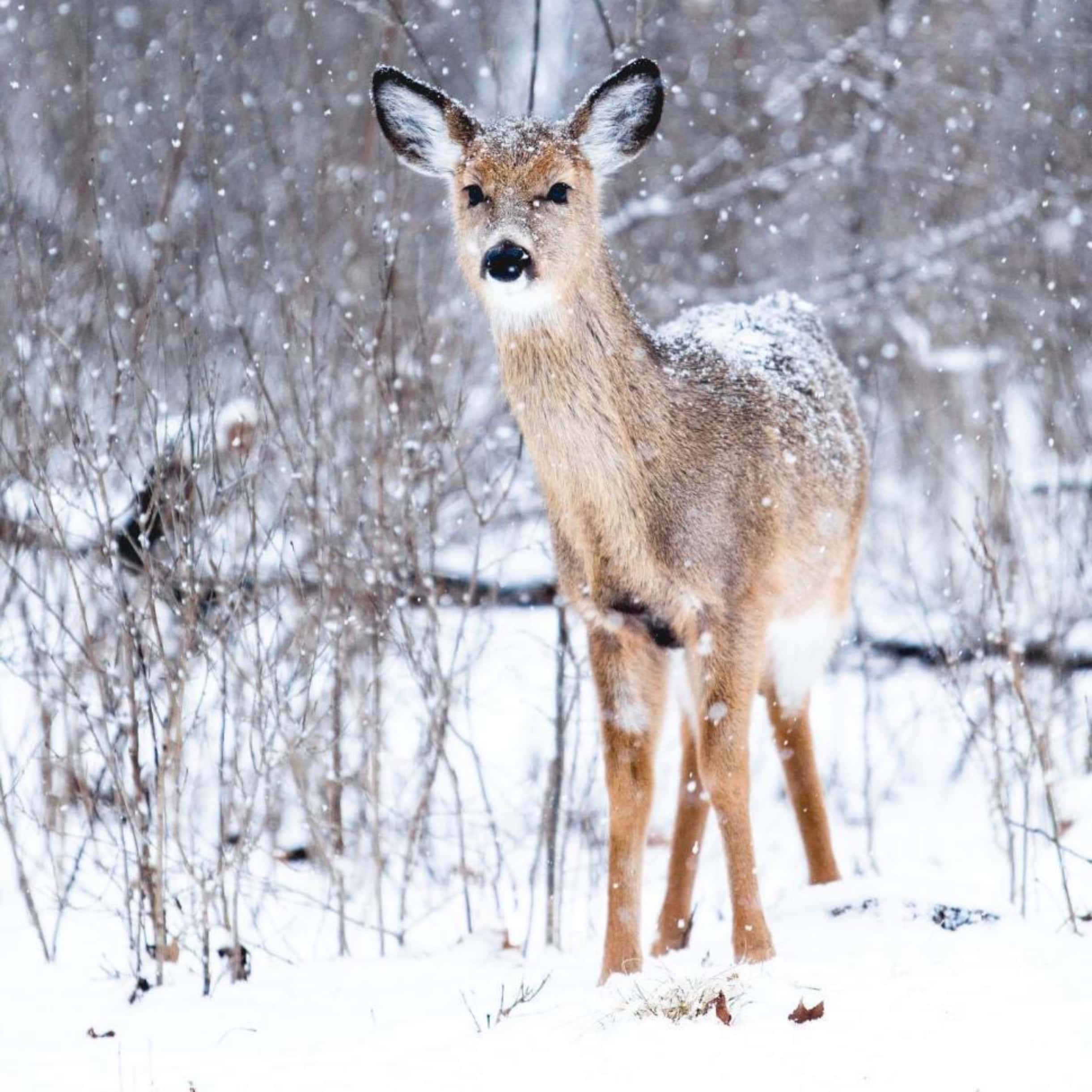 SNØ