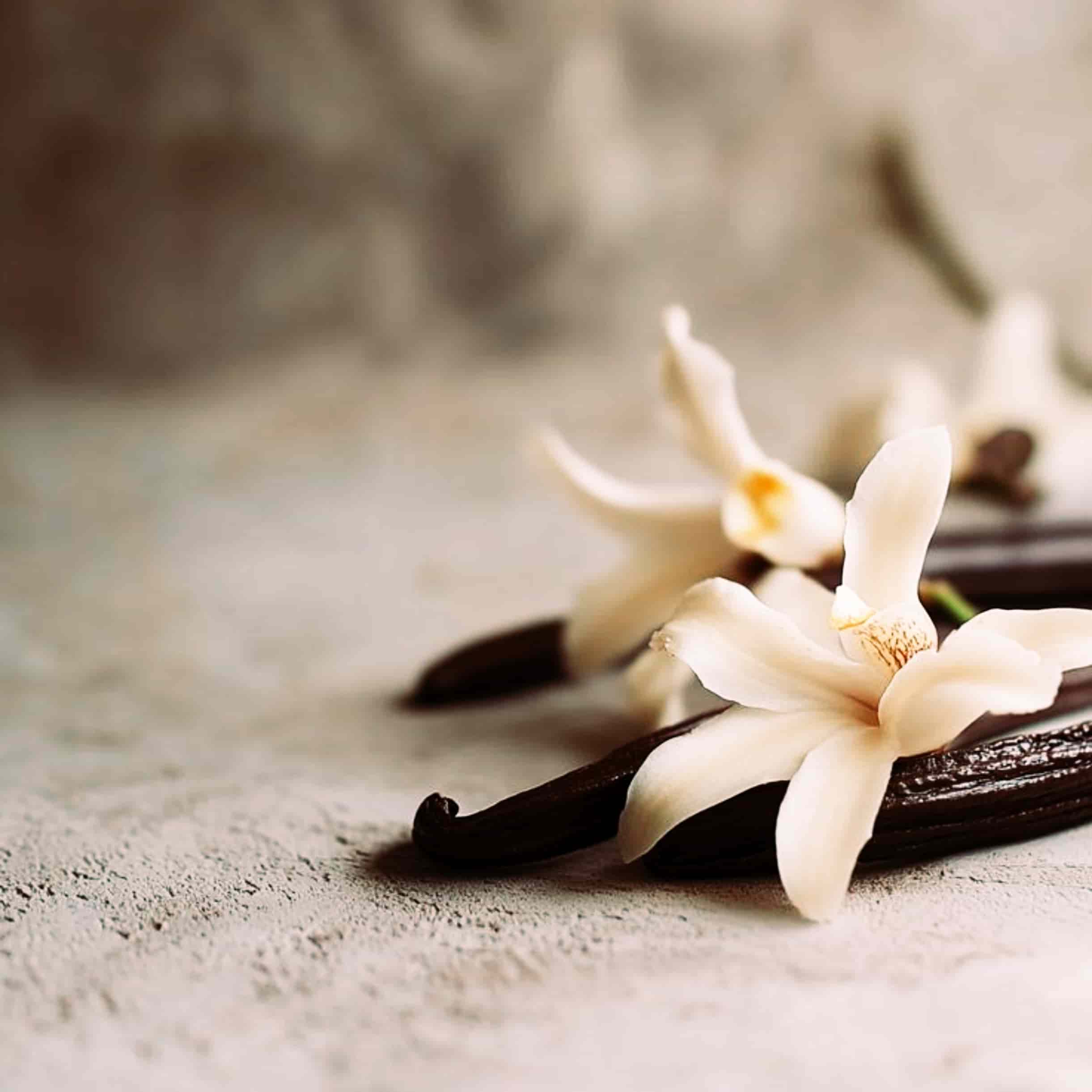 the-pure-light-company-spiced-vanille-noir-all-natural-home-fragrance-asthetic