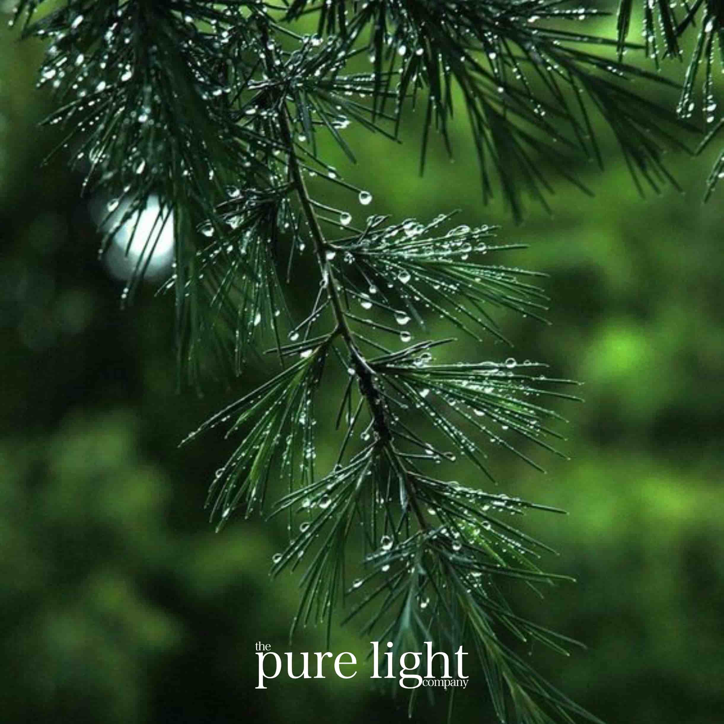 Close-up of a pine branch with water droplets against a blurred green background featuring The Pure light company branding.