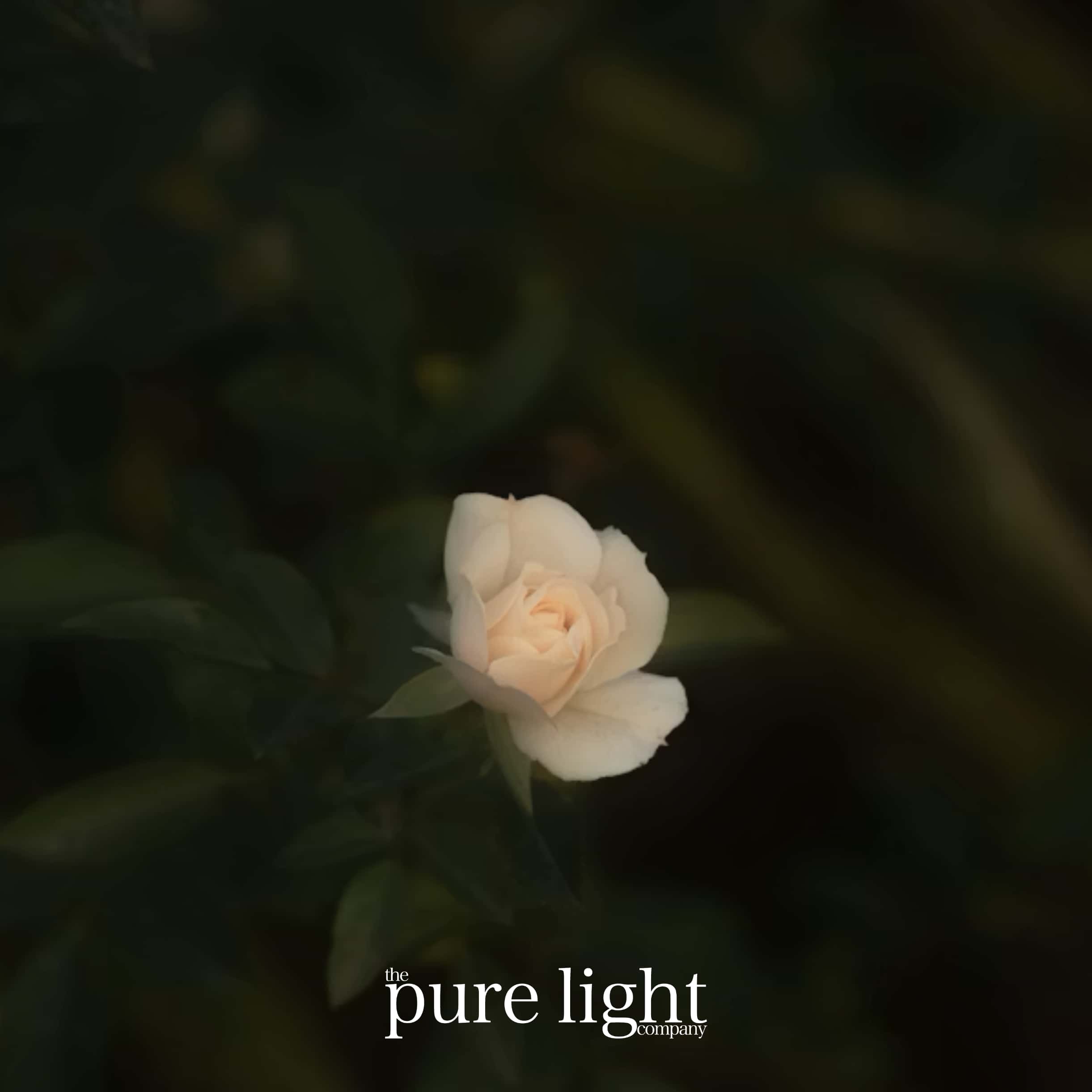 White rose with 'The Pure Light Company' text on a dark background