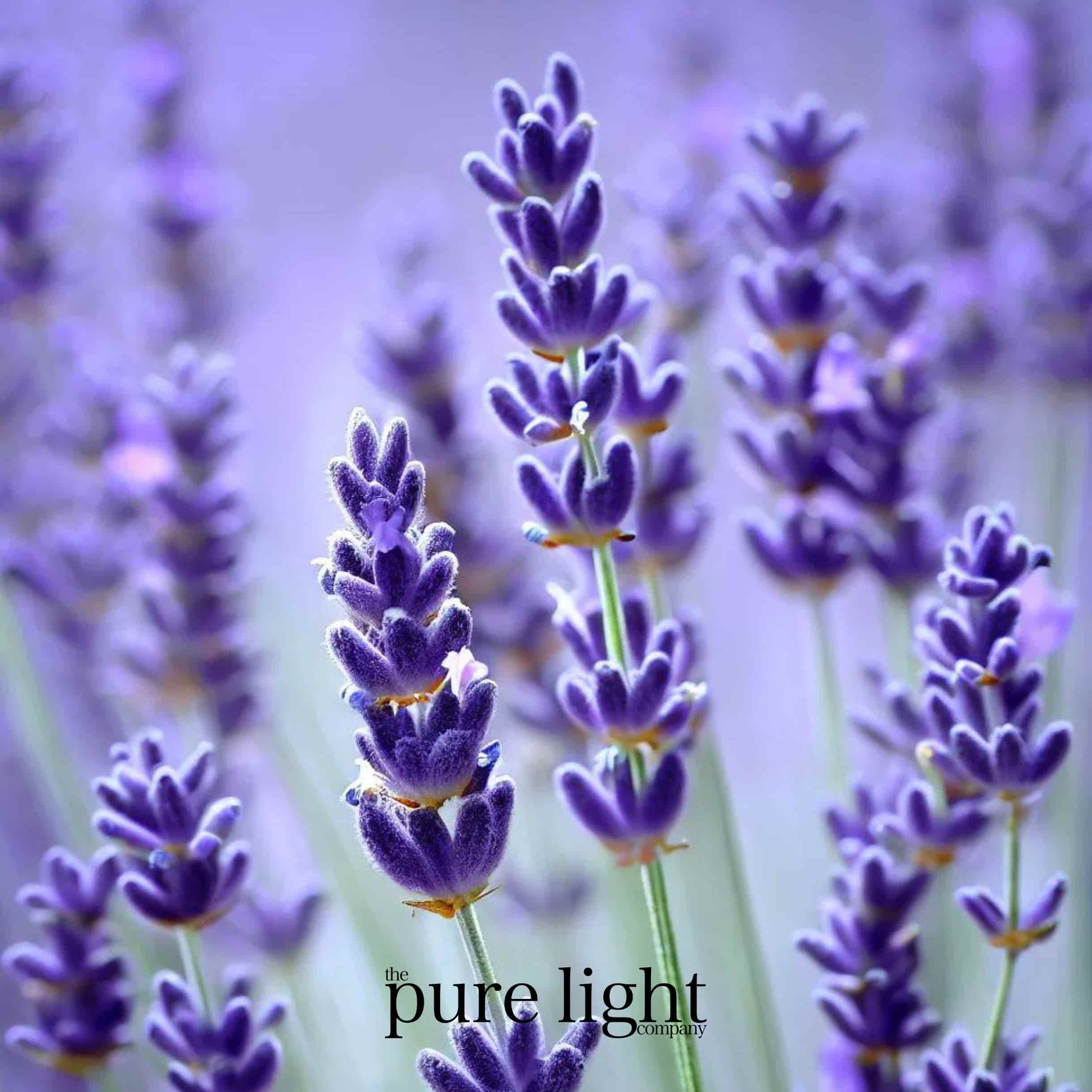 An image of bright purple lavender stems in a field of lavender with The Pure Light Company logo.