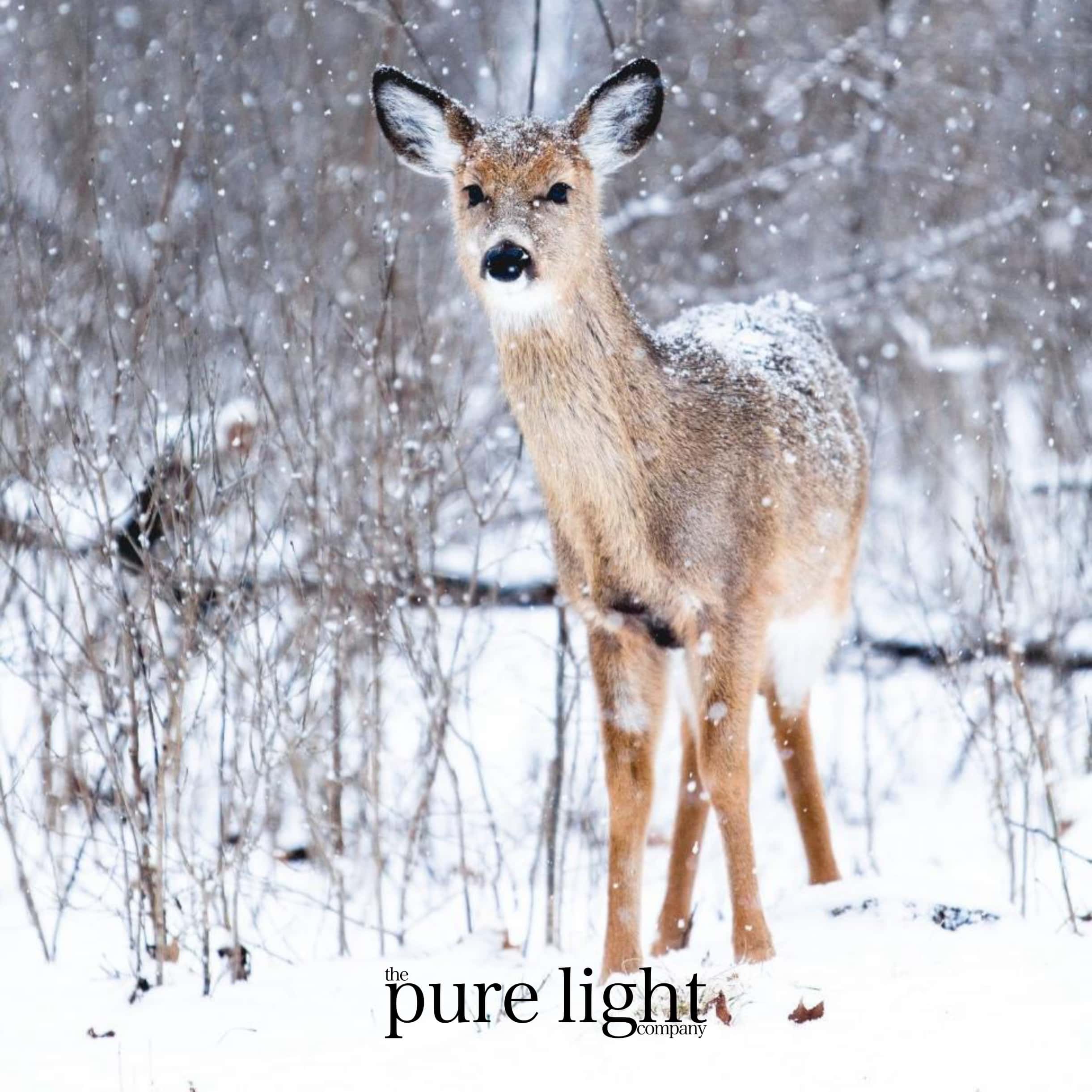 Deer standing in a snowy forest with 'pure light' branding.